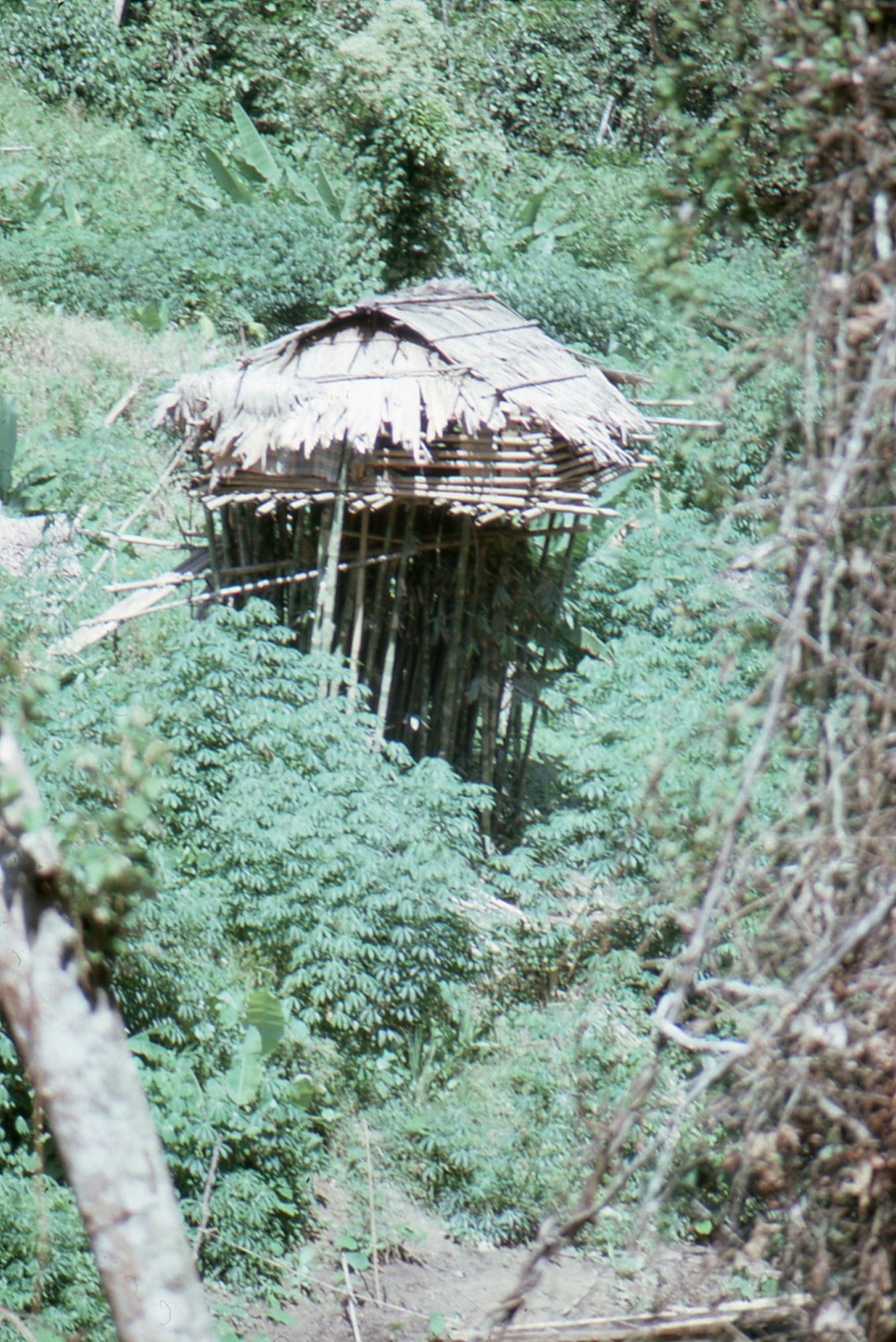 Temiar dwelling in a forest settlement in the 1970s